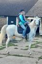 Purebred Arabian Gelding For Sale