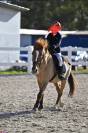 Pony , sauro, 6 anni