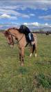 Pony , sauro, 6 anni