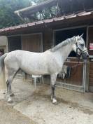 Belle ponette de sport et loisir 9 ans 148 cm