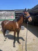 2 ans Papillon X Cardero 