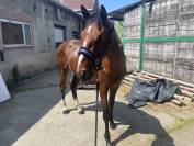 2 ans Papillon X Cardero 