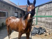 2 ans Papillon X Cardero 