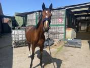 2 ans Papillon X Cardero 