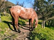 Appaloosa