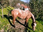 Appaloosa