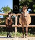 Potro KWPN Caballo de Deporte Neerlandés En venta 2025 Negro por Quaterhit