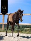 Potro KWPN Caballo de Deporte Neerlandés En venta 2025 Negro por Quaterhit
