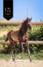 Potro KWPN Caballo de Deporte Neerlandés En venta 2025 Negro por Quaterhit