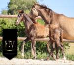 Potro KWPN Caballo de Deporte Neerlandés En venta 2025 Negro por Quaterhit