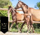 Potro KWPN Caballo de Deporte Neerlandés En venta 2025 Negro por Quaterhit