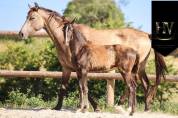 Potro KWPN Caballo de Deporte Neerlandés En venta 2025 Negro por Quaterhit