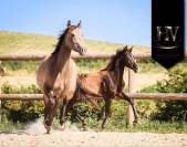 Potro KWPN Caballo de Deporte Neerlandés En venta 2025 Negro por Quaterhit