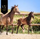 Potro KWPN Caballo de Deporte Neerlandés En venta 2025 Negro por Quaterhit