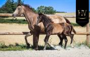 Potro KWPN Caballo de Deporte Neerlandés En venta 2025 Negro por Quaterhit