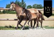 Potro KWPN Caballo de Deporte Neerlandés En venta 2025 Negro por Quaterhit