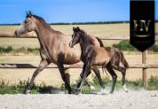 Potro KWPN Caballo de Deporte Neerlandés En venta 2025 Negro por Quaterhit