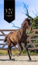 Potro KWPN Caballo de Deporte Neerlandés En venta 2025 Negro por Quaterhit