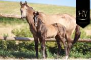 Potro KWPN Caballo de Deporte Neerlandés En venta 2025 Negro por Quaterhit