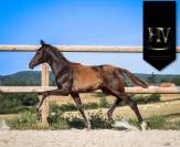 Potro KWPN Caballo de Deporte Neerlandés En venta 2025 Negro por Quaterhit