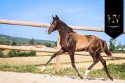 Potro KWPN Caballo de Deporte Neerlandés En venta 2025 Negro por Quaterhit
