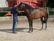 PUR SANG LUSITANIEN ENTIER 1m65 - DRESSAGE