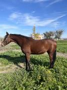 EN VENTA POTRA LUSOÁRABE