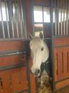 Bravissima pony