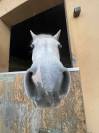 Bravissima pony