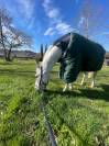 Bravissima pony