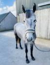 Quality Connemara mare