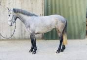 Quality Connemara mare