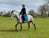 Quality Connemara mare