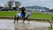Quality Connemara mare