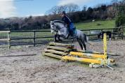 Quality Connemara mare