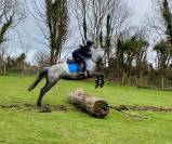 Quality Connemara mare