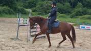 Hongre SBS 5ans