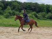Hongre SBS 5ans
