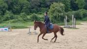 Hongre SBS 5ans