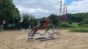 Hongre SBS 5ans