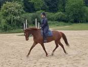 Hongre SBS 5ans