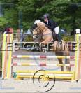 Mare Origin Recorded For sale 2020 Palomino