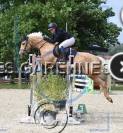 Mare Origin Recorded For sale 2020 Palomino