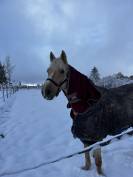 Mare Origin Recorded For sale 2020 Palomino