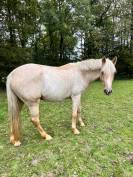 Mare Origin Recorded For sale 2020 Palomino