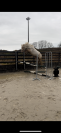 Mare Origin Recorded For sale 2020 Palomino