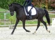 Hongre PRE 6 ans primé
