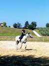 Vendita Castrone KWPN grigio 