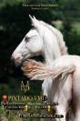 Colt PRE Pure Spanish Bred For sale 2025 Buckskin