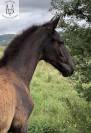 Poulain Pure Race Espagnole Noir 